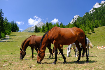 Naklejka na ściany i meble Horses on Zelenica mountain