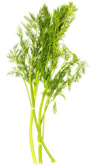 Green leaves of dill on a white background