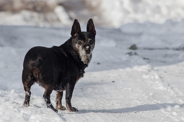Dog walking in the snow in winter