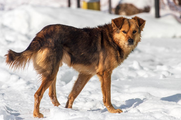 Dog walking in the snow in winter