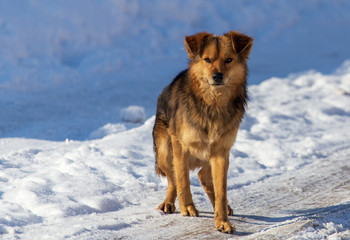 Dog walking in the snow in winter