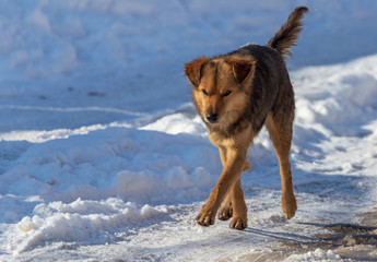 Dog walking in the snow in winter
