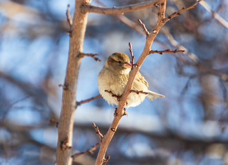 Sparrow on a tree branch against a blue sky