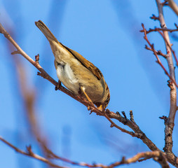 Sparrow on a tree branch against a blue sky