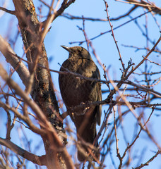 Starling on a tree branch against a blue sky