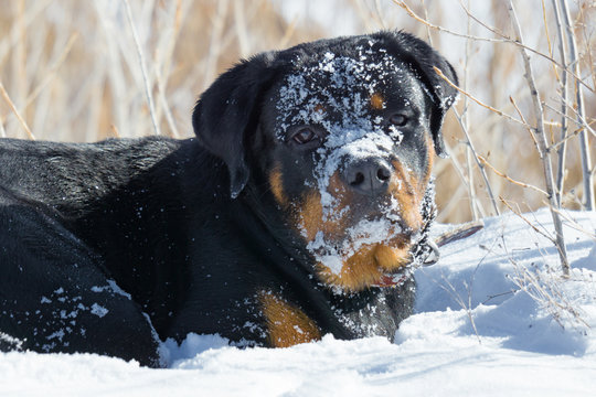rottweiler in the snow