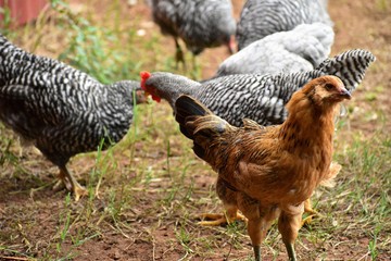 flock of backyard chickens close up
