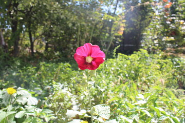 flowers in garden, pink mallow