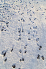 Animal footprints in the snow as a background