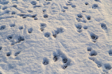 Animal footprints in the snow as a background