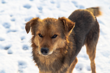 Fototapeta premium Dog walking in the snow in winter