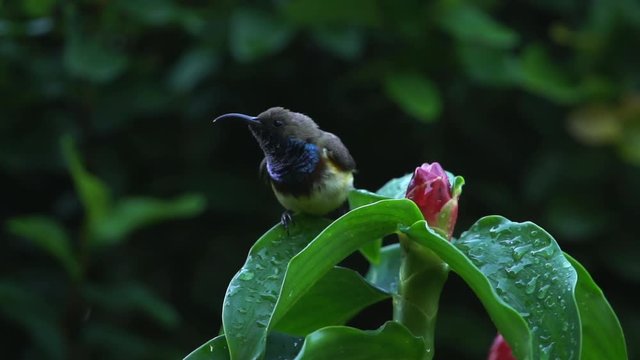 Olive-Backed Sunbird : Cinnyris jugularis (Male) take a shower on a crape ginger in the garden, Bangkok, Thailand.