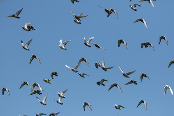 flock of speed racing pigeon flying against clear blue sky