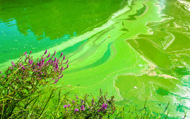 Water pollution by blooming blue-green algae (Cyanobacteria) is world environmental problem.
Water bodies, rivers and lakes with harmful algal blooms. Ecology concept of polluted nature.