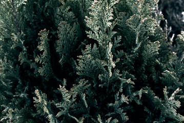 Taxus Baccata tree green pattern background.