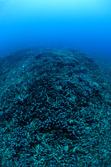 Fototapeta na wymiar Bleached and Dead Coral Reefs of Ishigaki, Okinawa Japan due to Rising Sea Temperatures