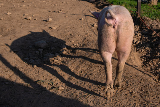 Maiali che camminano nella porcilaia con l&rsquo;ombra proiettata sul terreno