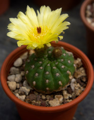 Cactus fiorito, Parodia ottonis fs. brevispinus, Notocactus ottonis fs. brevispinus
