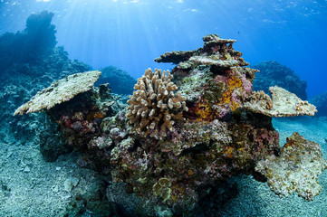 Naklejka na ściany i meble Bleached and Dead Coral Reefs of Ishigaki, Okinawa Japan due to Rising Sea Temperatures