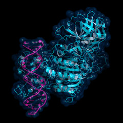 DNA methyltransferase (DNMT3) bound to DNA, cartoon model with semi-transparent surface
