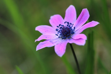 Fototapeta premium macro_13