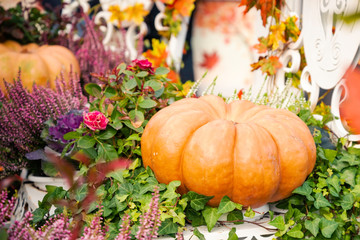 Naklejka na ściany i meble Autumn composition with pumpkinspkin in various shapes, flowers and plants on Manege square in Moscow, Russia. Harvest holiday, farm market. Autumn farm decorations, Background for halloween. 
