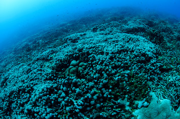 Bleached and Dead Coral Reefs of Ishigaki, Okinawa Japan due to Rising Sea Temperatures