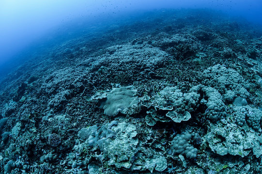 Bleached And Dead Coral Reefs Of Ishigaki, Okinawa Japan Due To Rising Sea Temperatures