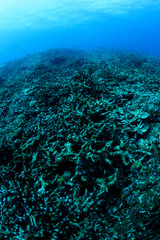 Naklejka na ściany i meble Bleached and Dead Coral Reefs of Ishigaki, Okinawa Japan due to Rising Sea Temperatures