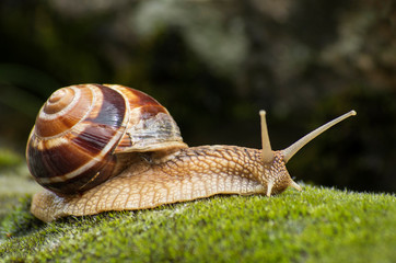 Snail Achatina fulica moves on the moss.