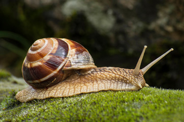 Snail Achatina fulica moves on the moss.