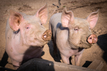 Due maialini curiosi davanti al trogolo nel porcile