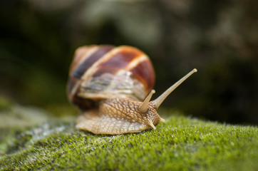 Snail Achatina fulica moves on the moss.