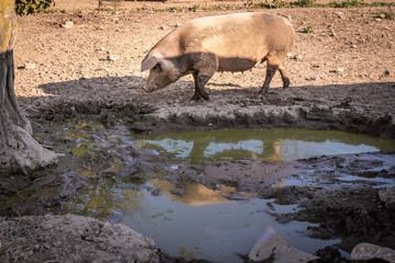 Scrofa che grufola nel porcile