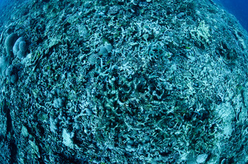 Bleached and Dead Coral Reefs of Ishigaki, Okinawa Japan due to Rising Sea Temperatures