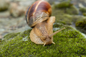 Snail Achatina fulica moves on the moss.