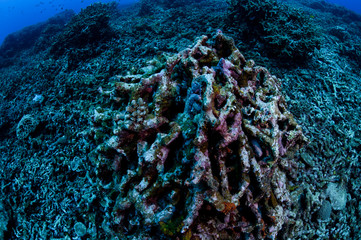 Fototapeta na wymiar Bleached and Dead Coral Reefs of Ishigaki, Okinawa Japan due to Rising Sea Temperatures
