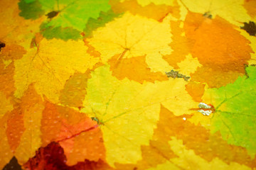 abstract background of yellow leaves