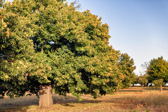 Spanish landscape with mature chestnut trees ready to harvest.