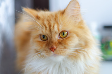 domestic red and fluffy cat, close-up