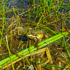 Common frog (Rana temporaria) sitting in its usual habitat, near a pond. Close-up view of wildlife animal.