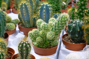 Green cactus plants with spikes in small pots in garden shop. Cactus sold in supermarket.