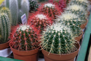 Various green and red cactus plants with spikes in small pots in garden shop. Cactus sold in store.
