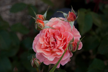 Blütenpracht, Detailaufnahmen, Rosen.. Tulpen, Nelken