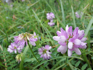 Coronille changeante