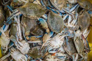 Fresh blue crab 