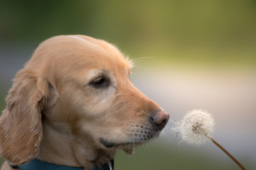 Hund mit Pusteblume in Natur
