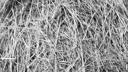 close up texture of rice straw as background in black and white tone.