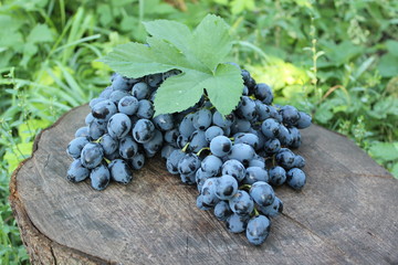 Black grapes on a stump