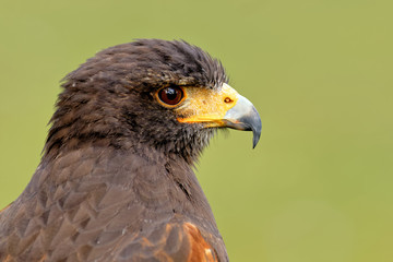  Wüstenbussard